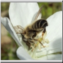 Megachile ericetorum - Blattschneiderbiene m03.jpg